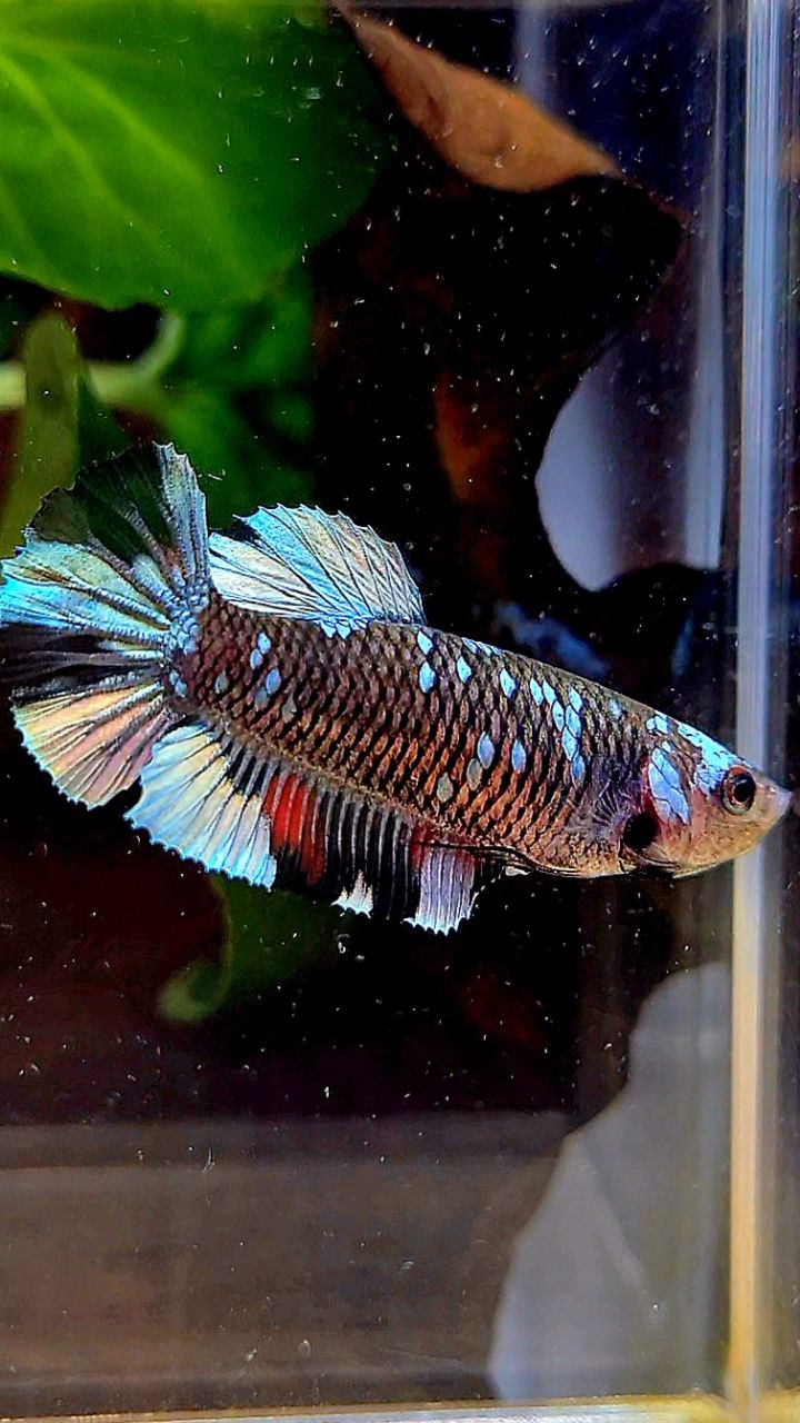 FEMALE PLAKAT BLACK COPPER AVATAR BETTA FISH