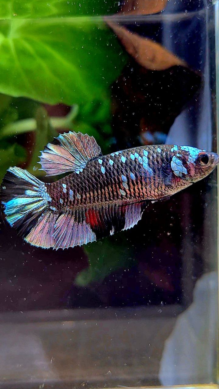 FEMALE PLAKAT BLACK COPPER AVATAR BETTA FISH