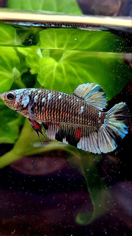 FEMALE PLAKAT BLACK COPPER AVATAR BETTA FISH