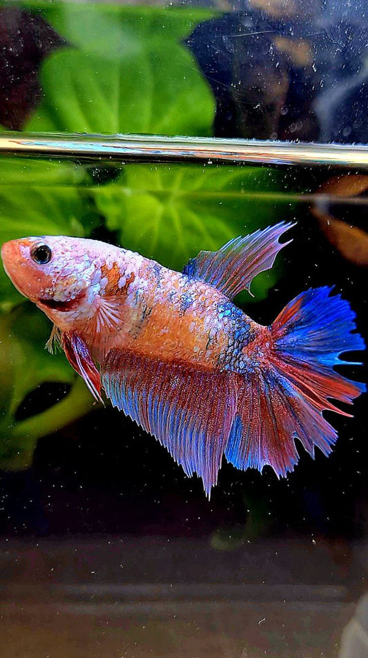 FEMALE HALFMOON PINK PURPLE FANCY CANDY MULTICOLOR BETTA FISH