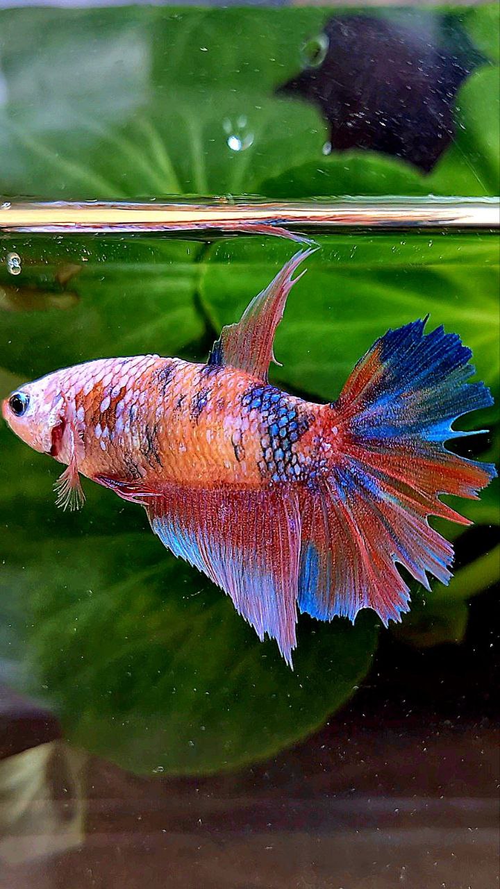 FEMALE HALFMOON PINK PURPLE FANCY CANDY MULTICOLOR BETTA FISH