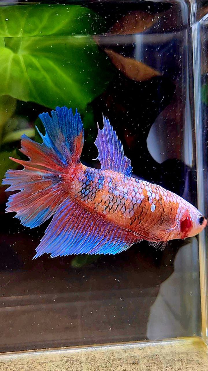 FEMALE HALFMOON PINK PURPLE FANCY CANDY MULTICOLOR BETTA FISH