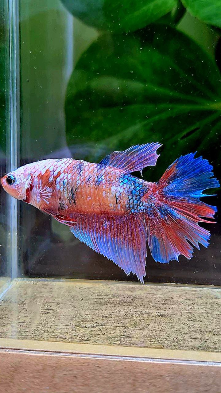 FEMALE HALFMOON PINK PURPLE FANCY CANDY MULTICOLOR BETTA FISH