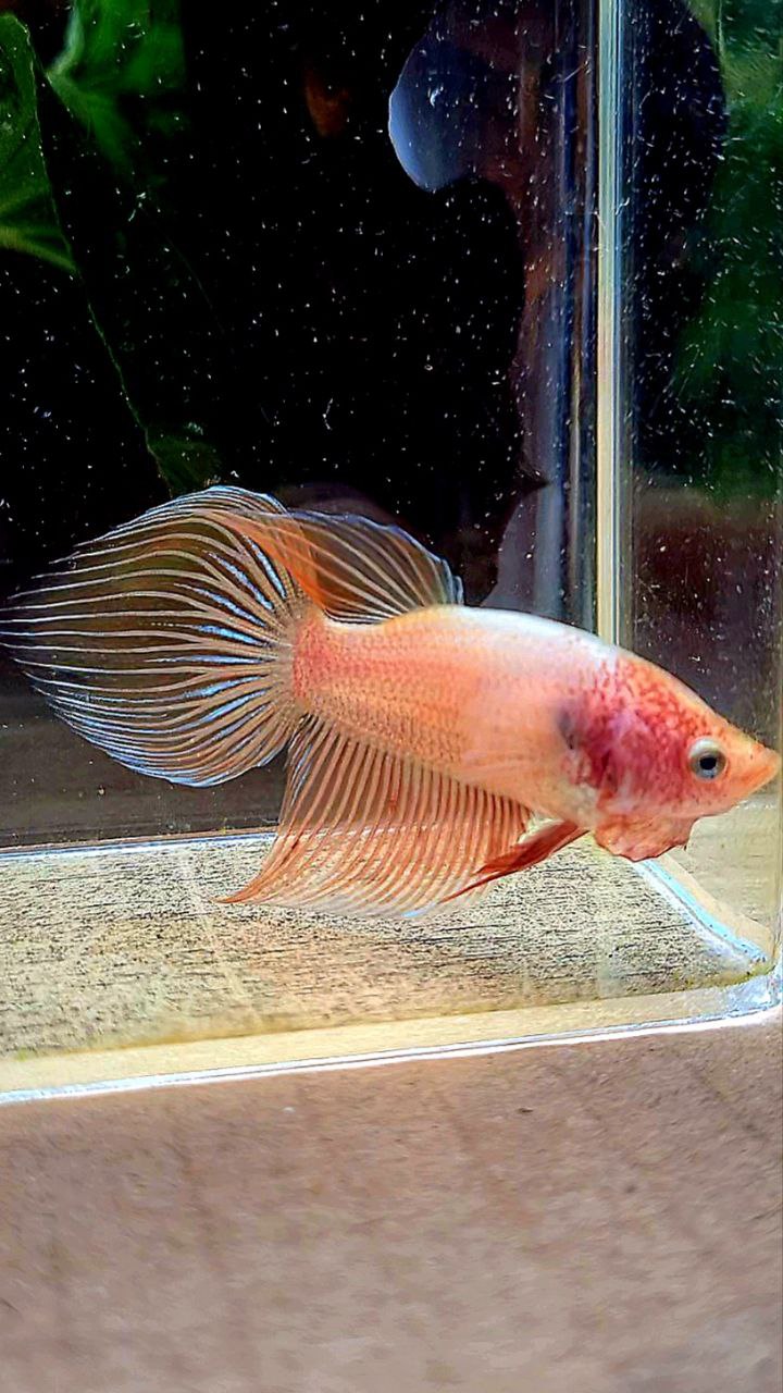 FEMALE VEILTAIL ARMAGEDDON ORANGE BETTA FISH