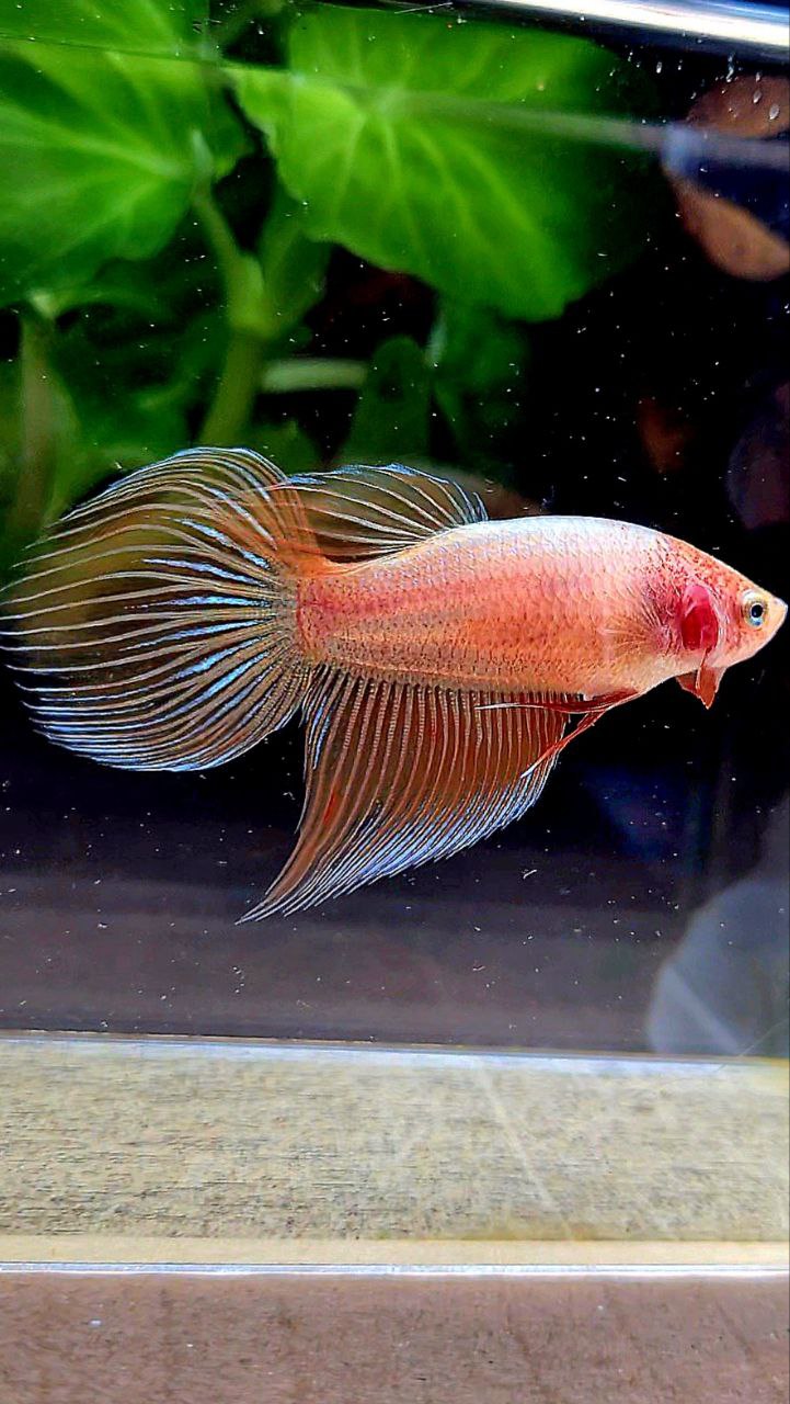 FEMALE VEILTAIL ARMAGEDDON ORANGE BETTA FISH
