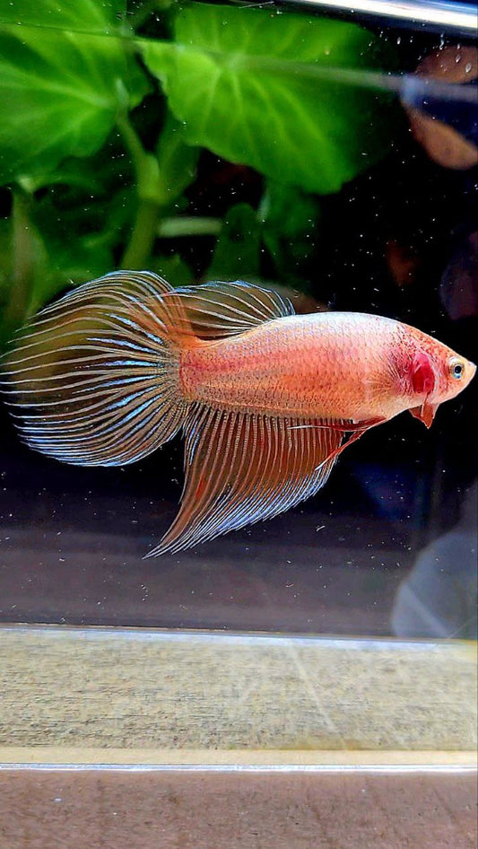 FEMALE VEILTAIL ARMAGEDDON ORANGE BETTA FISH