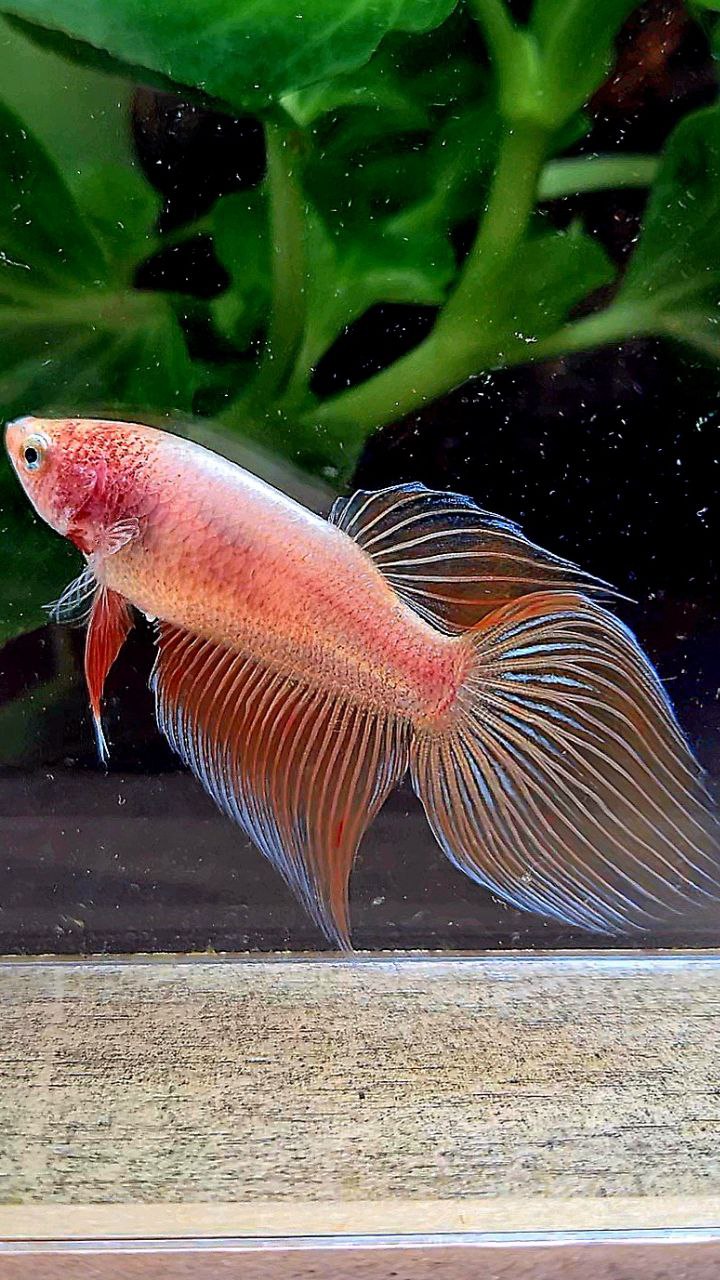 FEMALE VEILTAIL ARMAGEDDON ORANGE BETTA FISH