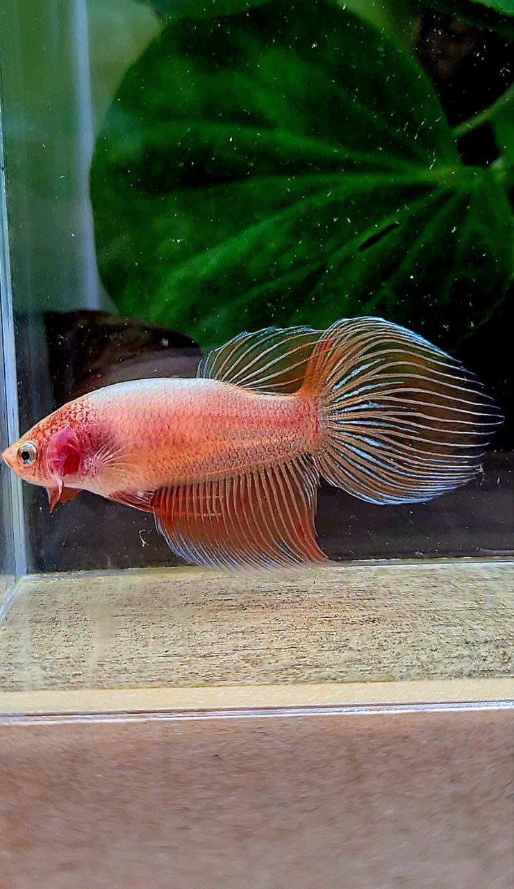 FEMALE VEILTAIL ARMAGEDDON ORANGE BETTA FISH