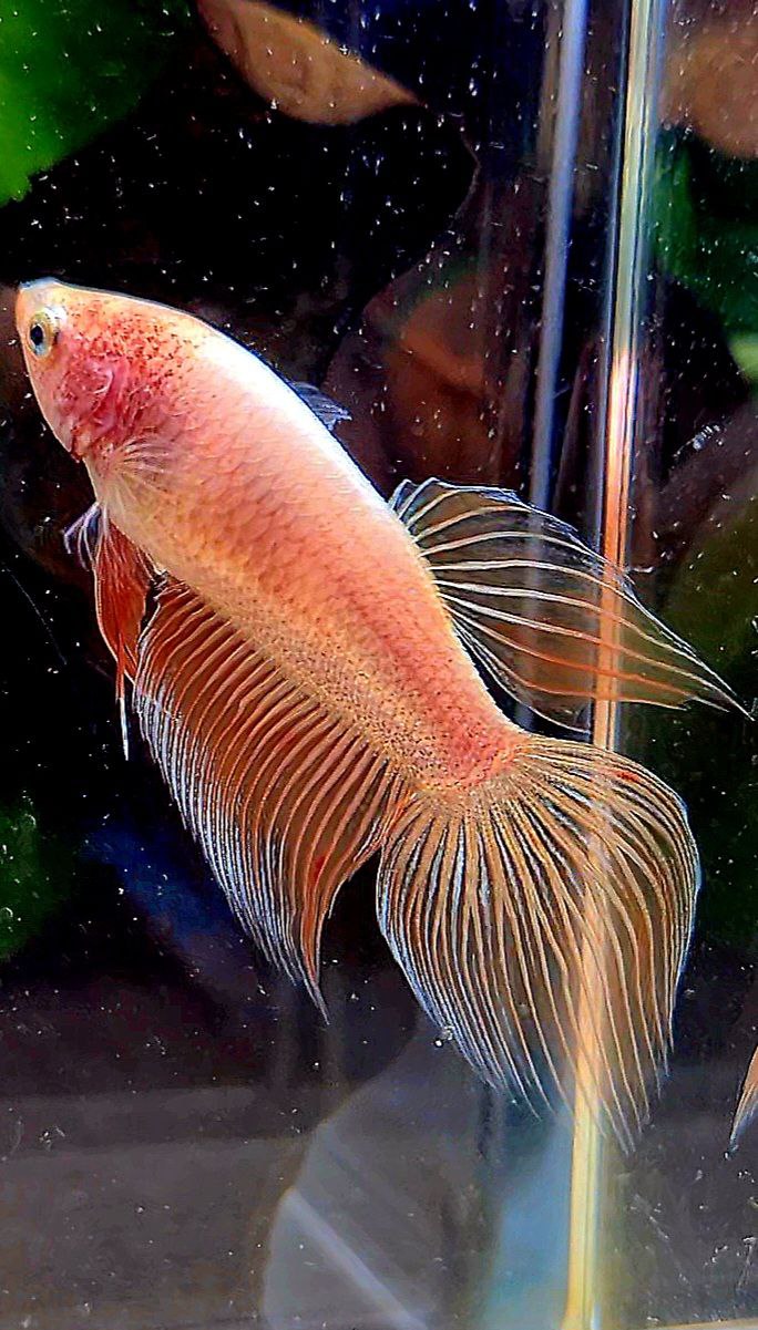 FEMALE VEILTAIL ARMAGEDDON ORANGE BETTA FISH