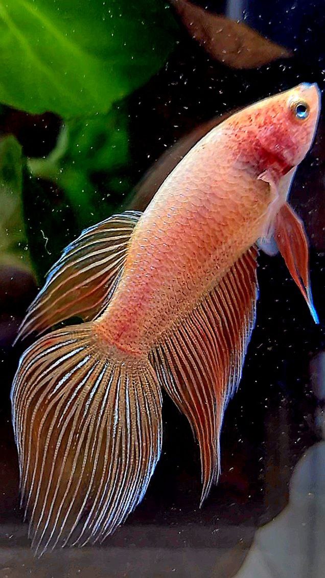 FEMALE VEILTAIL ARMAGEDDON ORANGE BETTA FISH