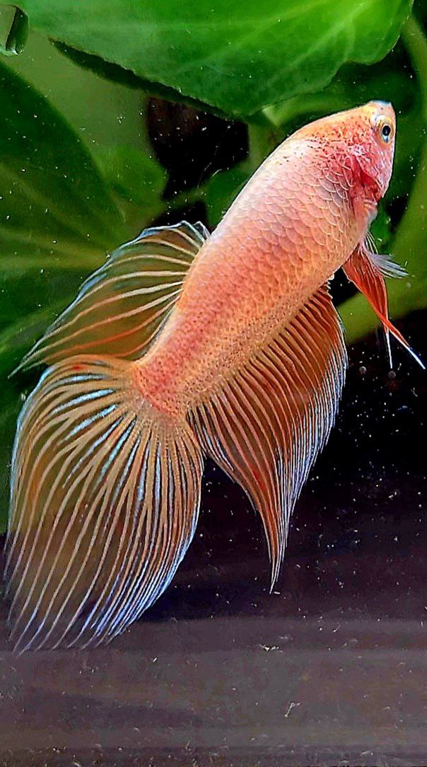 FEMALE VEILTAIL ARMAGEDDON ORANGE BETTA FISH