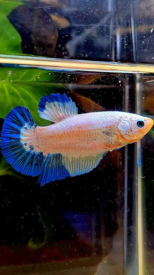 FEMALE PLAKAT WHITE FANCY BLUE RIM PATTERN BETTA FISH