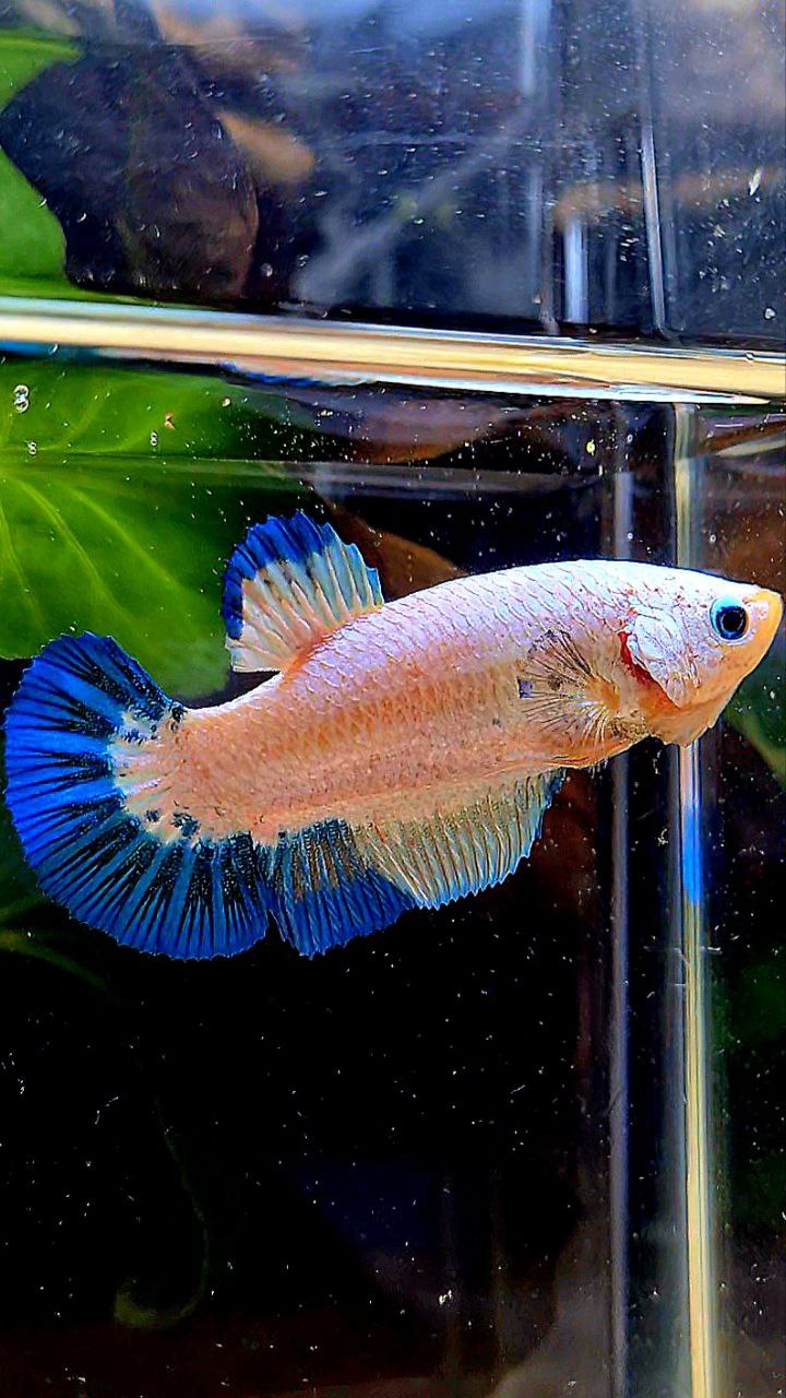 FEMALE PLAKAT WHITE FANCY BLUE RIM PATTERN BETTA FISH