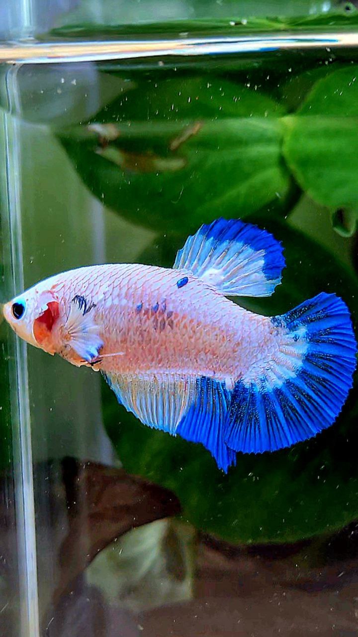 FEMALE PLAKAT WHITE FANCY BLUE RIM PATTERN BETTA FISH