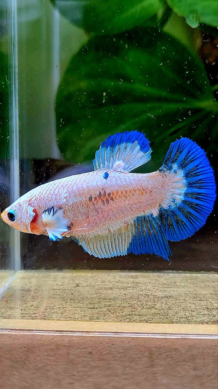 FEMALE PLAKAT WHITE FANCY BLUE RIM PATTERN BETTA FISH