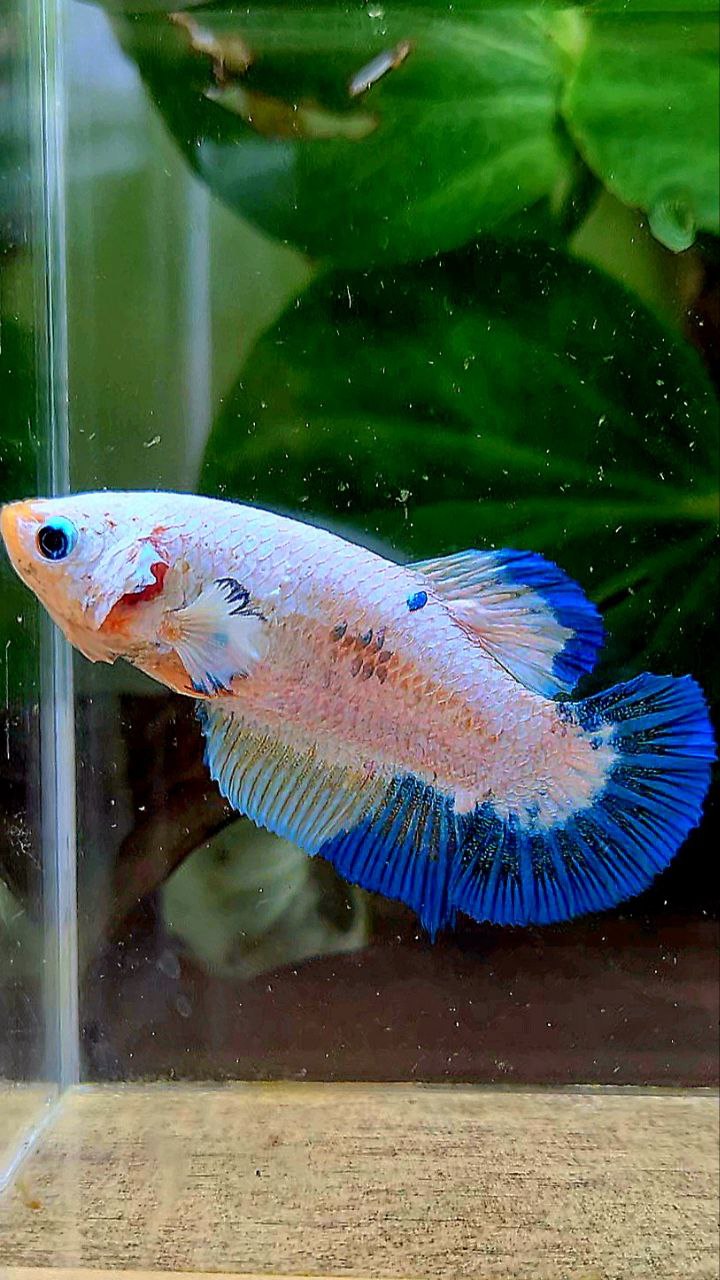 FEMALE PLAKAT WHITE FANCY BLUE RIM PATTERN BETTA FISH