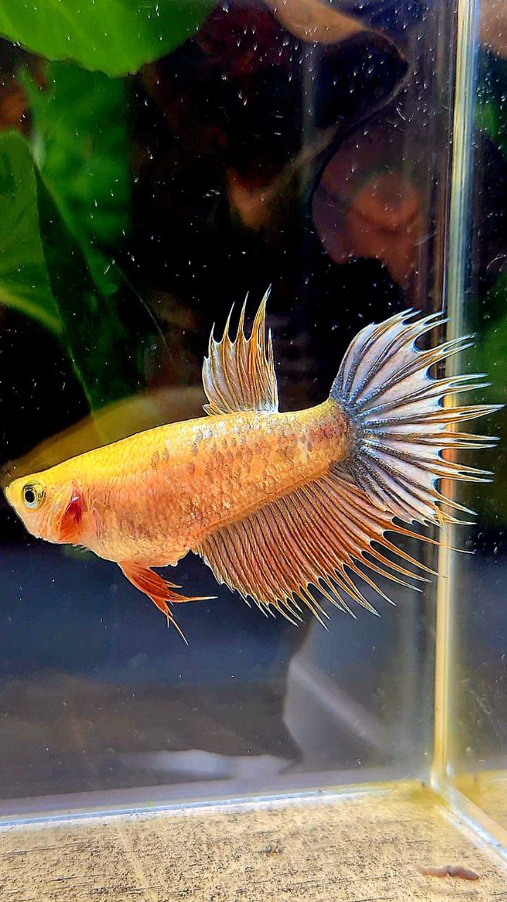 FEMALE CROWNTAIL YELLOW FANCY COPPER BETTA FISH