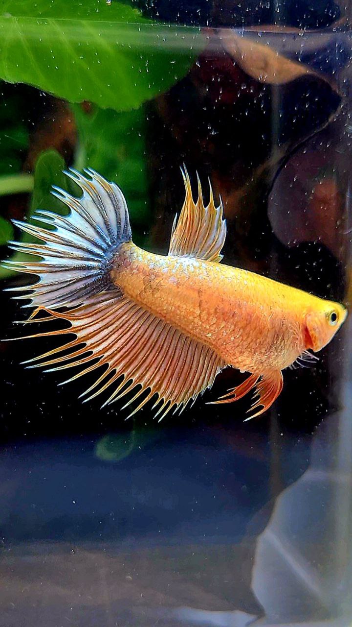 FEMALE CROWNTAIL YELLOW FANCY COPPER BETTA FISH