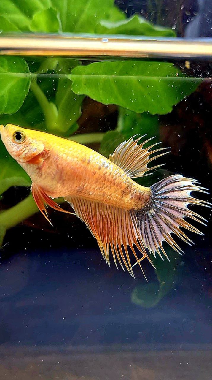 FEMALE CROWNTAIL YELLOW FANCY COPPER BETTA FISH