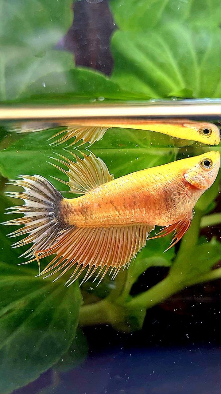 FEMALE CROWNTAIL YELLOW FANCY COPPER BETTA FISH