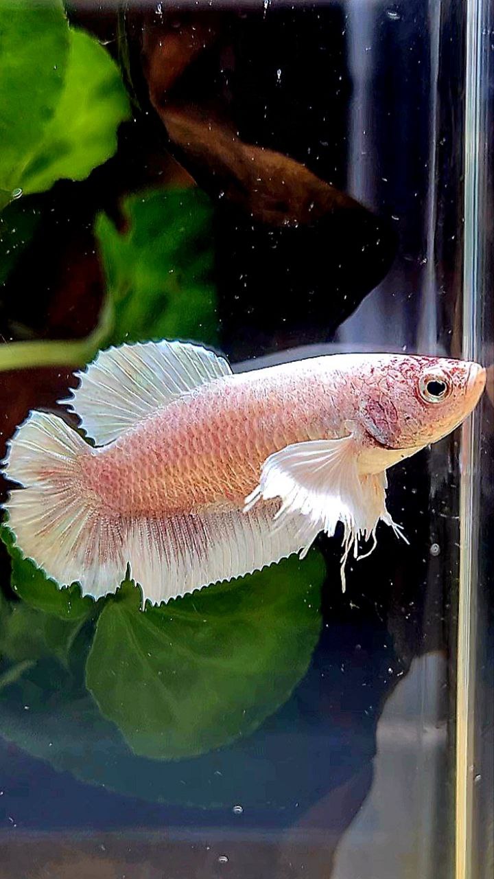 FEMALE PLAKAT DUMBO EAR DOUBLE TAIL WHITE BETTA FISH