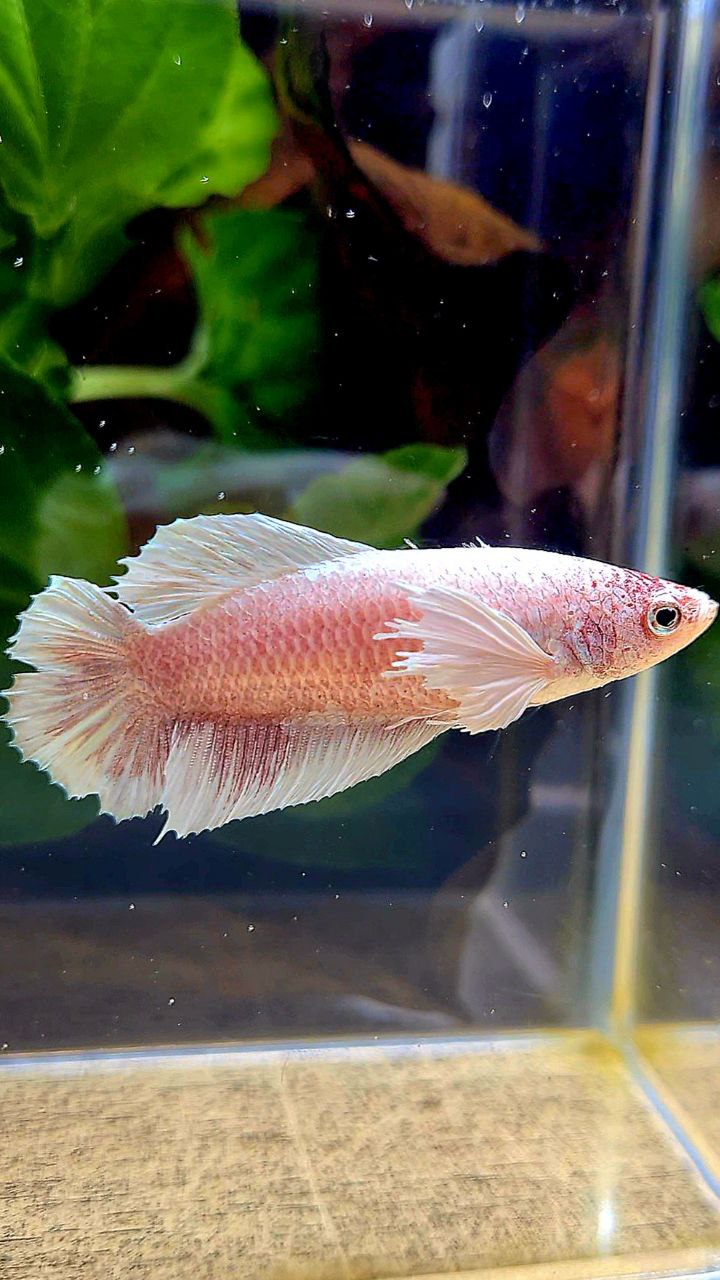 FEMALE PLAKAT DUMBO EAR DOUBLE TAIL WHITE BETTA FISH