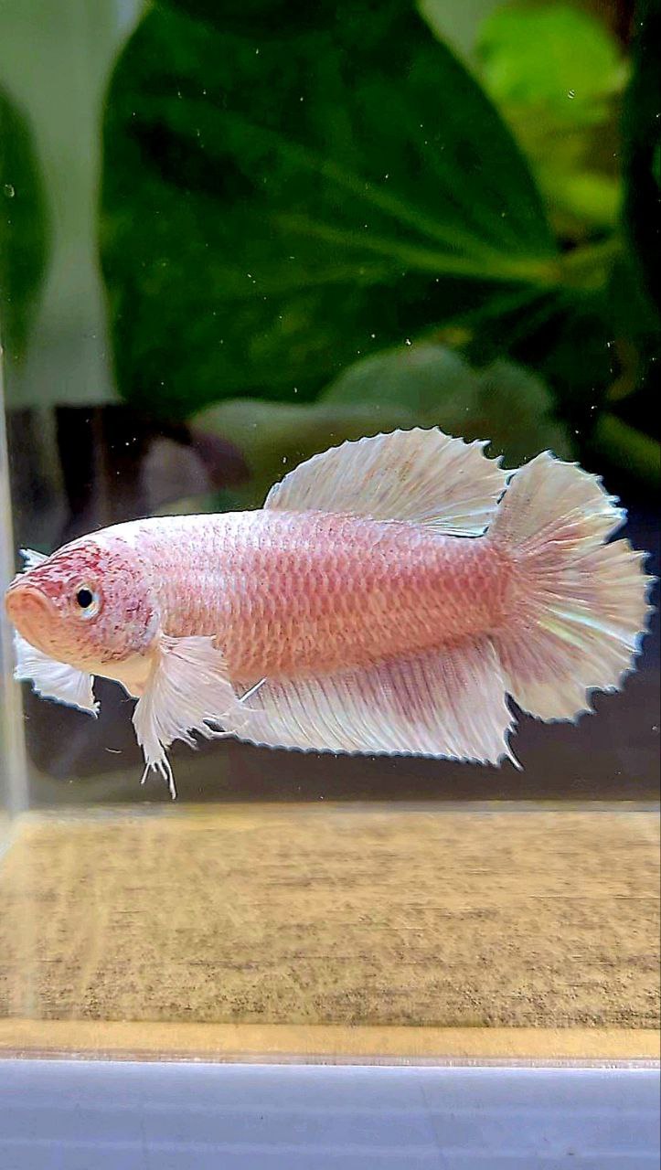 FEMALE PLAKAT DUMBO EAR DOUBLE TAIL WHITE BETTA FISH