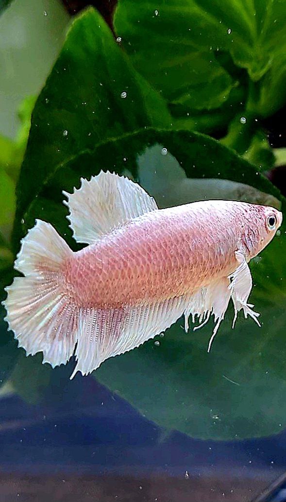 FEMALE PLAKAT DUMBO EAR DOUBLE TAIL WHITE BETTA FISH