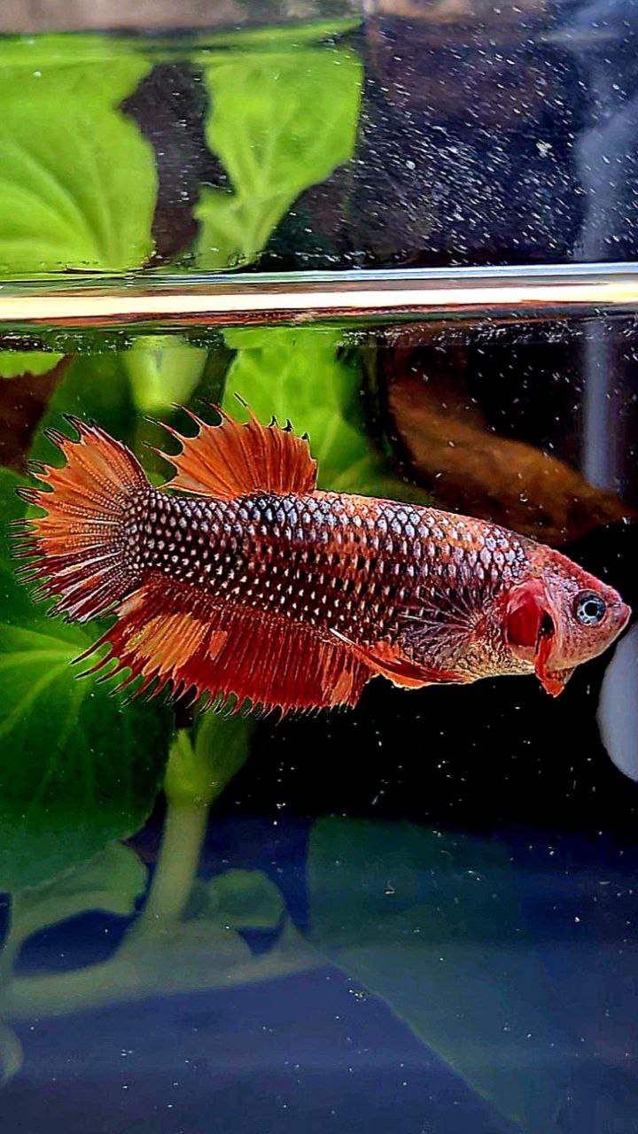 FEMALE CROWNTAIL PLAKAT METTALIC NEMO COPPER MULTICOLOR BETTA FISH