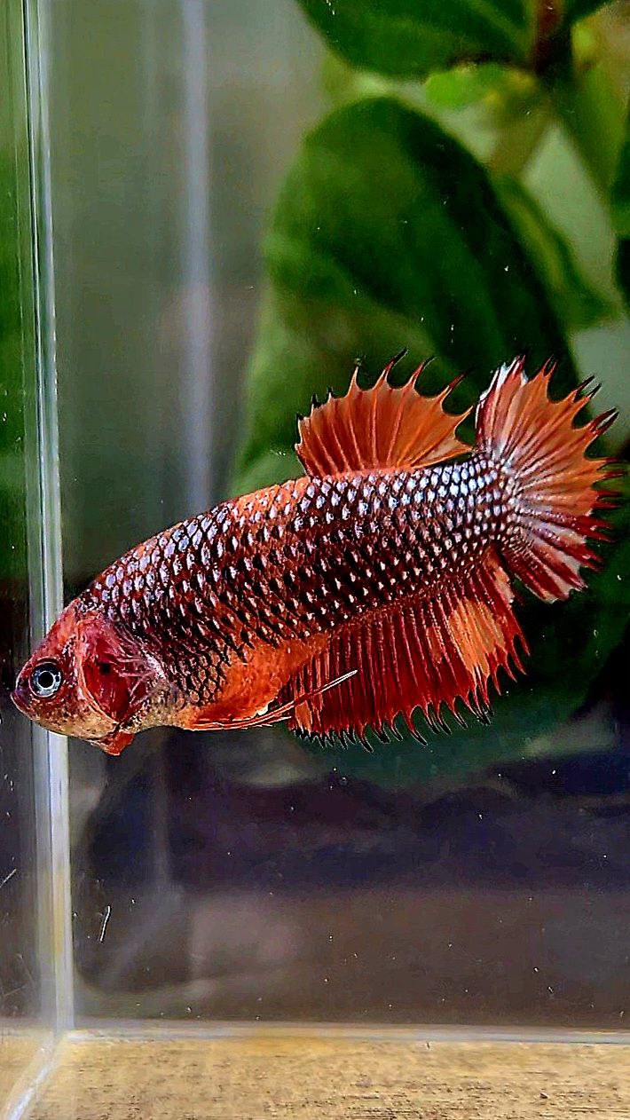 FEMALE CROWNTAIL PLAKAT METTALIC NEMO COPPER MULTICOLOR BETTA FISH