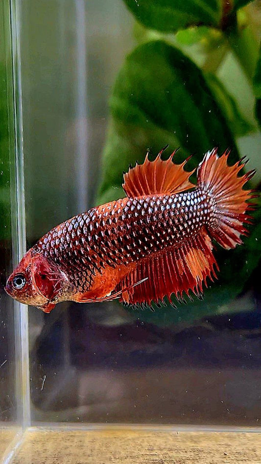 FEMALE CROWNTAIL PLAKAT METTALIC NEMO COPPER MULTICOLOR BETTA FISH
