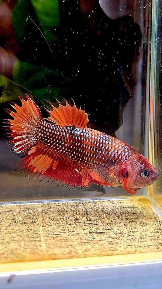 FEMALE CROWNTAIL PLAKAT METTALIC NEMO COPPER MULTICOLOR BETTA FISH