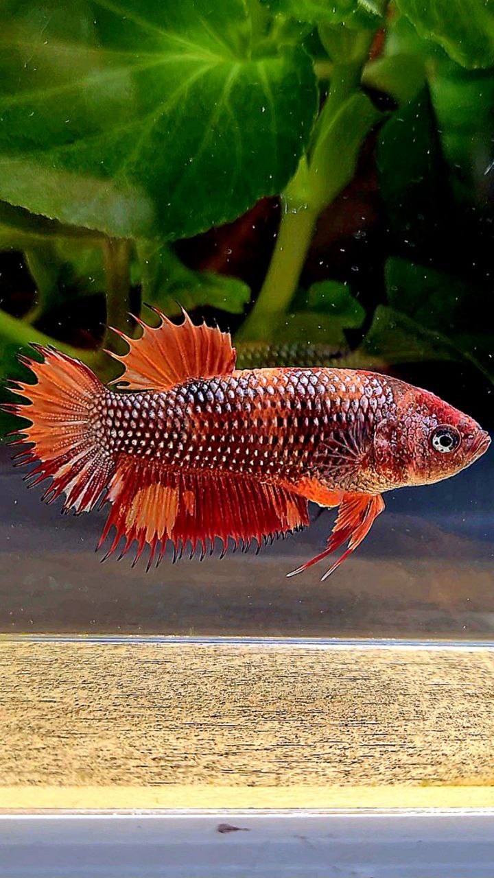 FEMALE CROWNTAIL PLAKAT METTALIC NEMO COPPER MULTICOLOR BETTA FISH