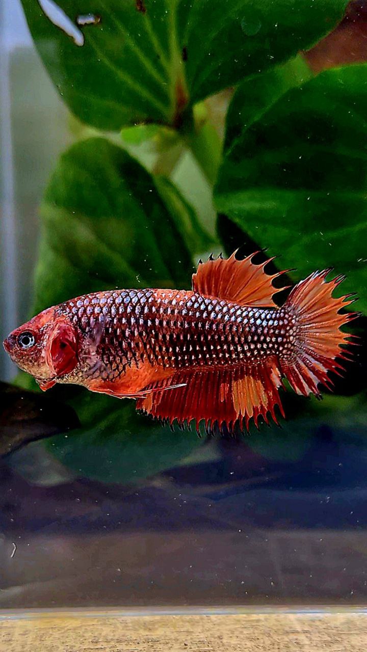 FEMALE CROWNTAIL PLAKAT METTALIC NEMO COPPER MULTICOLOR BETTA FISH