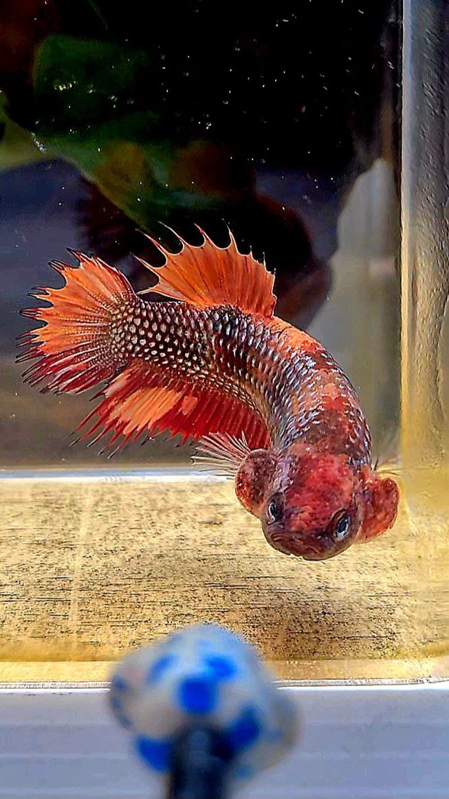 FEMALE CROWNTAIL PLAKAT METTALIC NEMO COPPER MULTICOLOR BETTA FISH