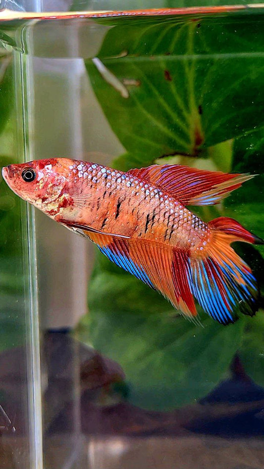 FEMALE VEILTAIL DOUBLE TAIL ORANGE KOI MULTICOLOR BETTA FISH