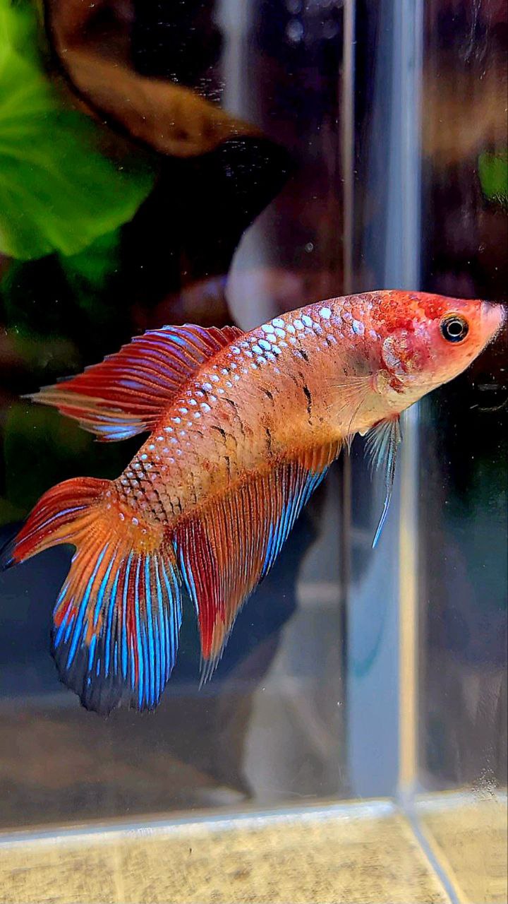 FEMALE VEILTAIL DOUBLE TAIL ORANGE KOI MULTICOLOR BETTA FISH