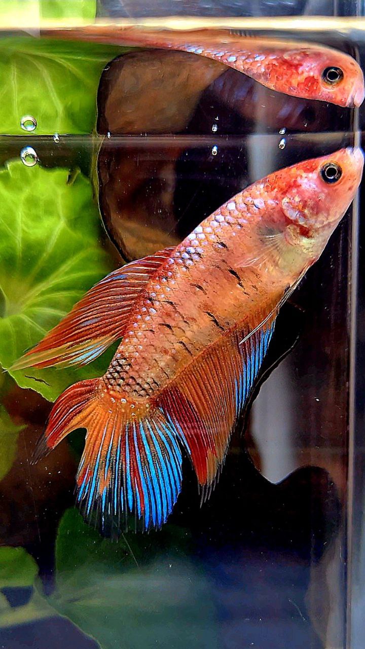 FEMALE VEILTAIL DOUBLE TAIL ORANGE KOI MULTICOLOR BETTA FISH