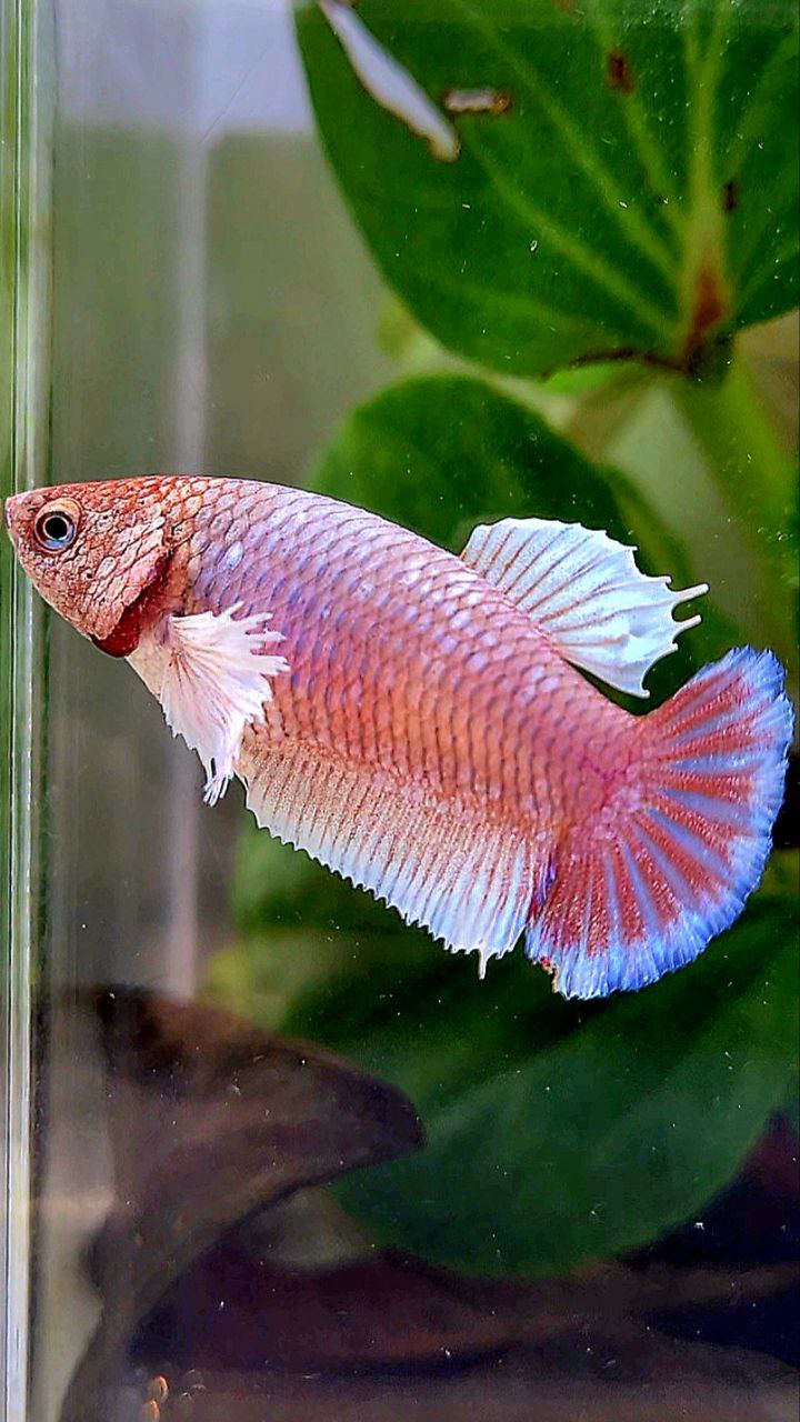 FEMALE PLAKAT DUMBO EAR WHITE PURPLE LAVENDER BETTA FISH