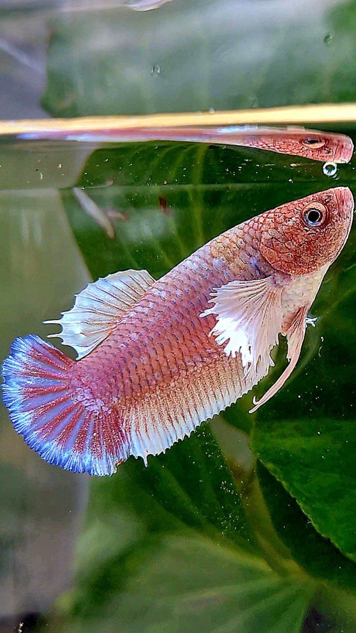 FEMALE PLAKAT DUMBO EAR WHITE PURPLE LAVENDER BETTA FISH