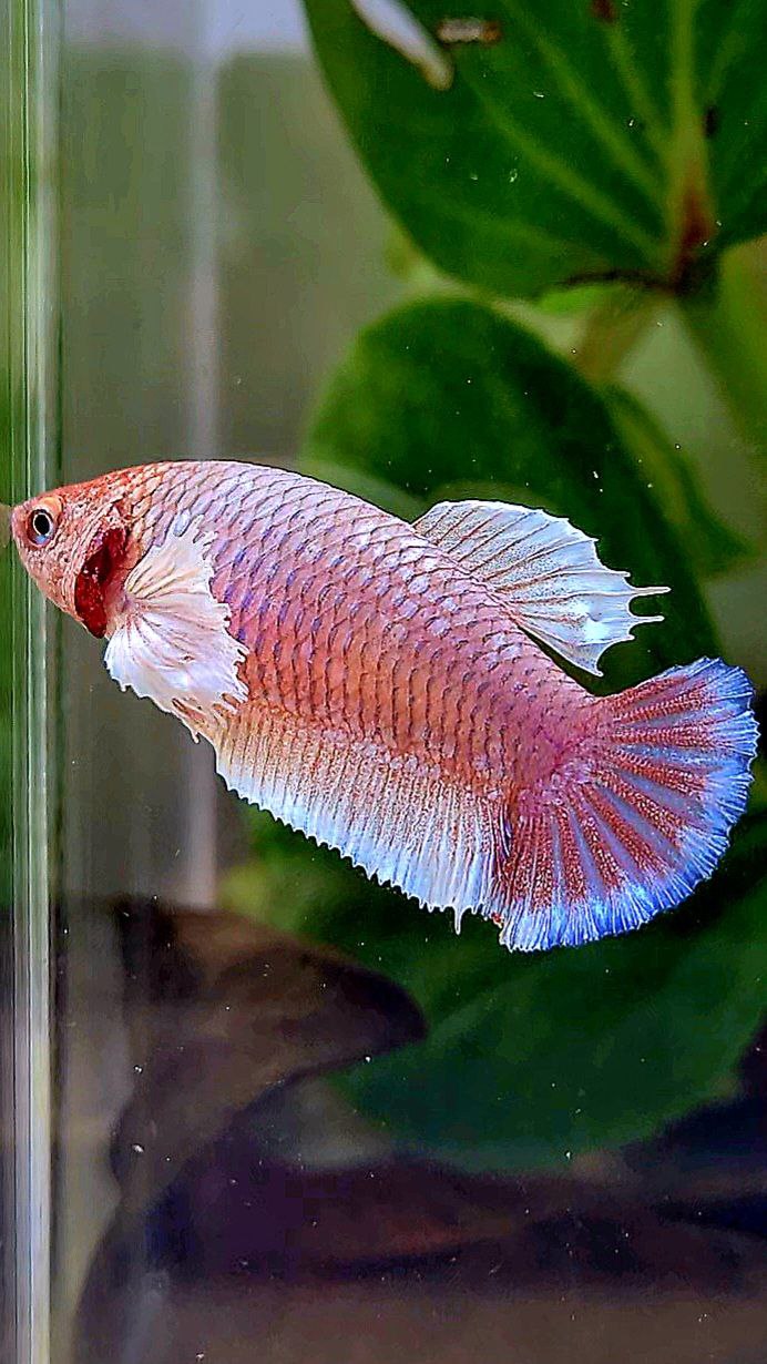 FEMALE PLAKAT DUMBO EAR WHITE PURPLE LAVENDER BETTA FISH