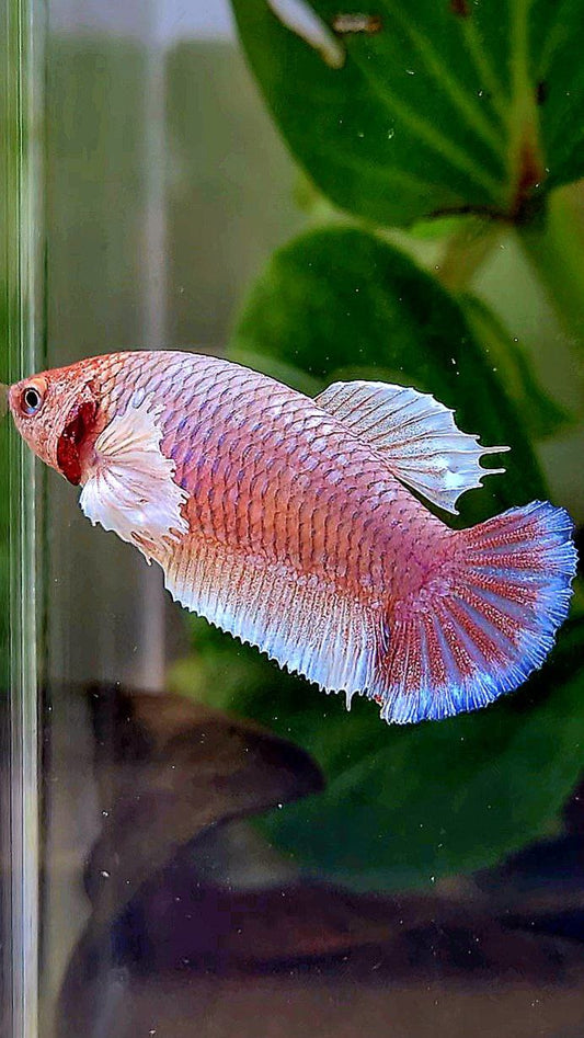 FEMALE PLAKAT DUMBO EAR WHITE PURPLE LAVENDER BETTA FISH