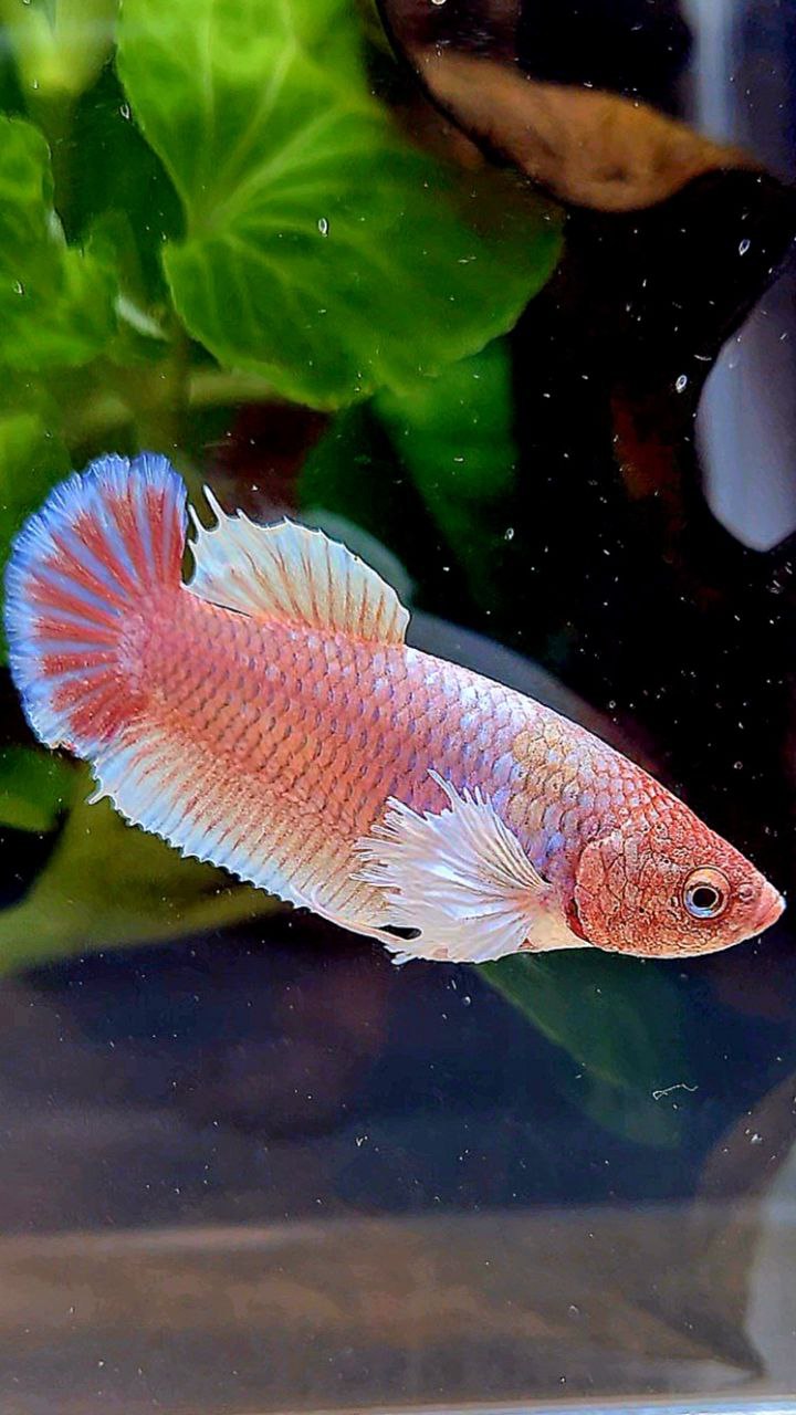 FEMALE PLAKAT DUMBO EAR WHITE PURPLE LAVENDER BETTA FISH
