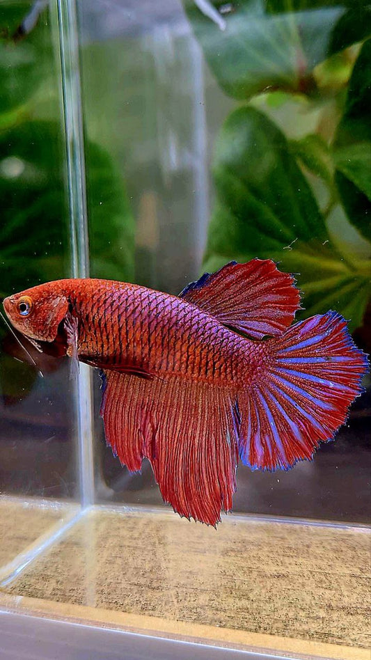 FEMALE XL HALFMOON RED PURPLE DARK BETTA FISH