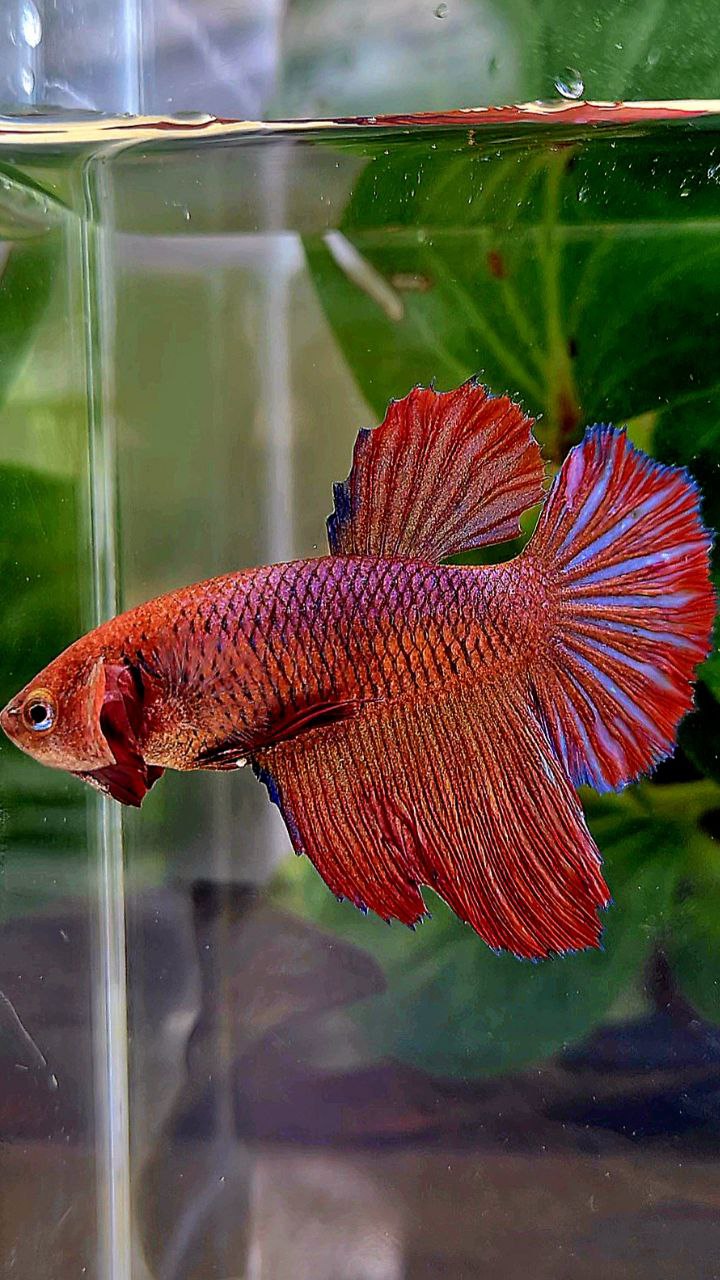 FEMALE XL HALFMOON RED PURPLE DARK BETTA FISH