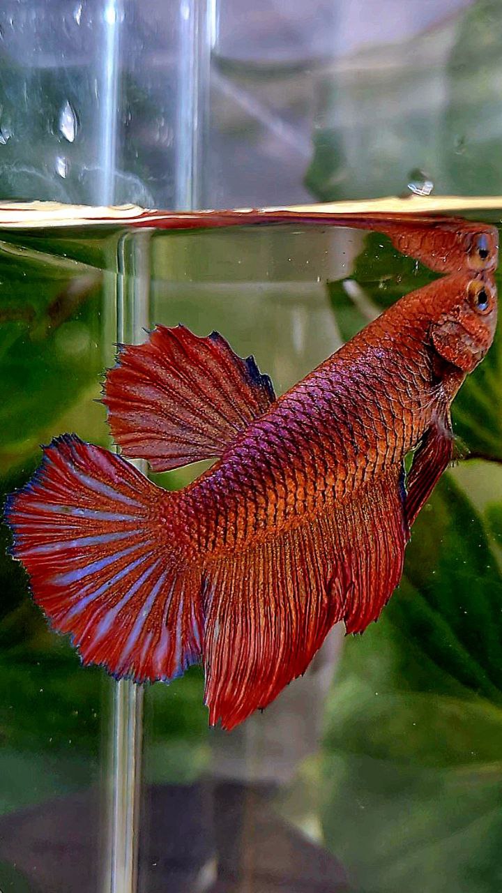 FEMALE XL HALFMOON RED PURPLE DARK BETTA FISH