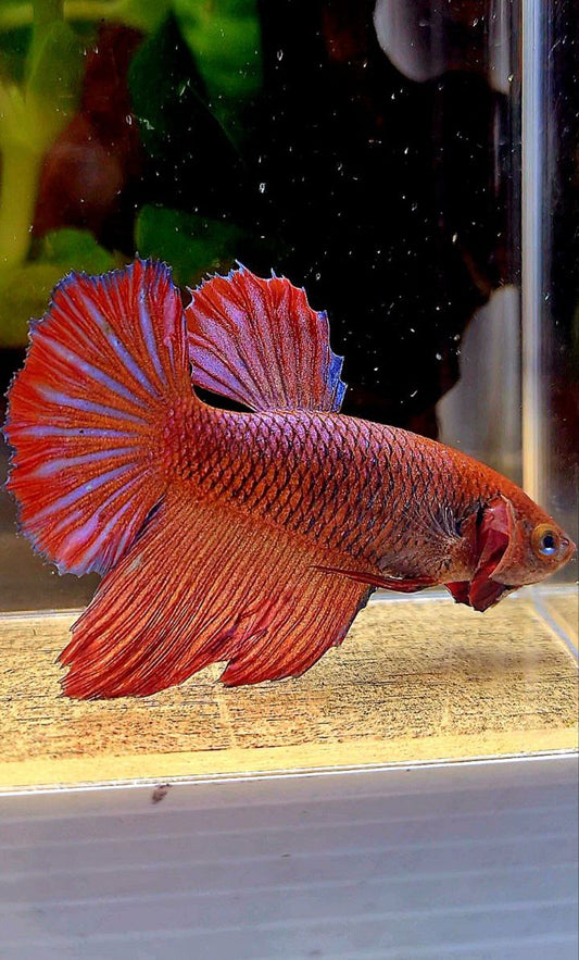 FEMALE XL HALFMOON RED PURPLE DARK BETTA FISH