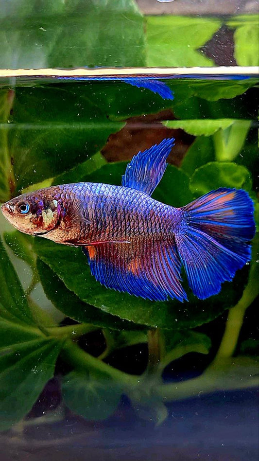 FEMALE HALFMOON BLUE NEMO FANCY MULTICOLOR BETTA FISH