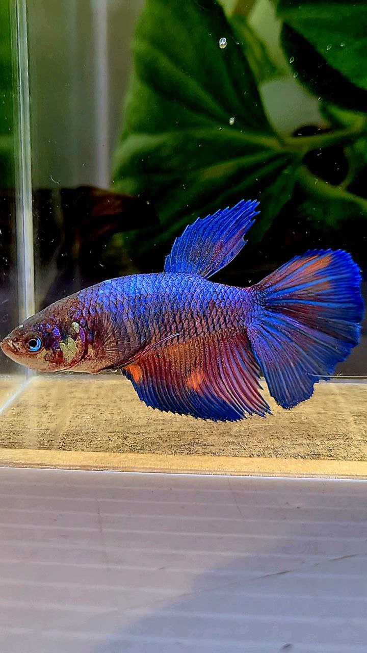 FEMALE HALFMOON BLUE NEMO FANCY MULTICOLOR BETTA FISH