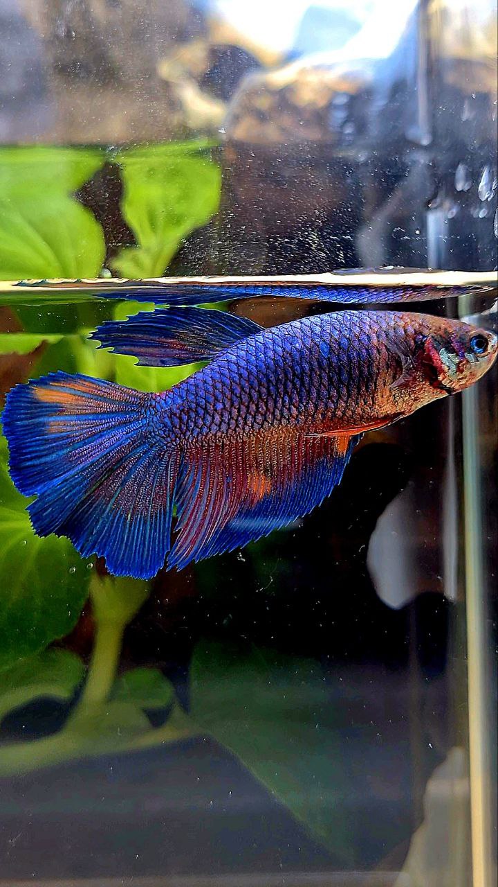 FEMALE HALFMOON BLUE NEMO FANCY MULTICOLOR BETTA FISH